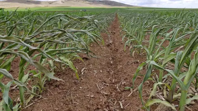 Such a thing has neither been seen nor heard! An attack was carried out on the field with a drone, 85 acres of crops have dried up