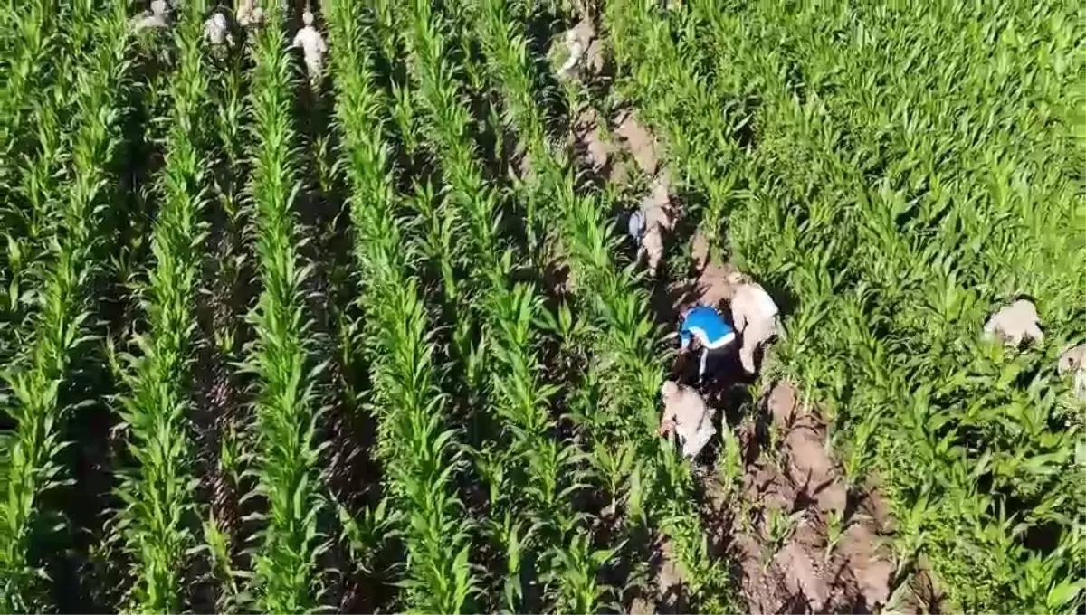Diyarbakır'da Narkoterör Operasyonu: 41 Bin Kök Skunk Ele Geçirildi