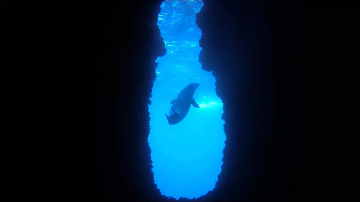 Kuşadası'nda Nesli Tehlike Altında Olan Akdeniz Foku Görüntülendi