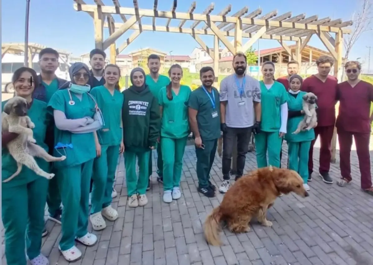 Sivas'ta Sokak Hayvanları İçin Kısırlaştırma Operasyonları Başladı