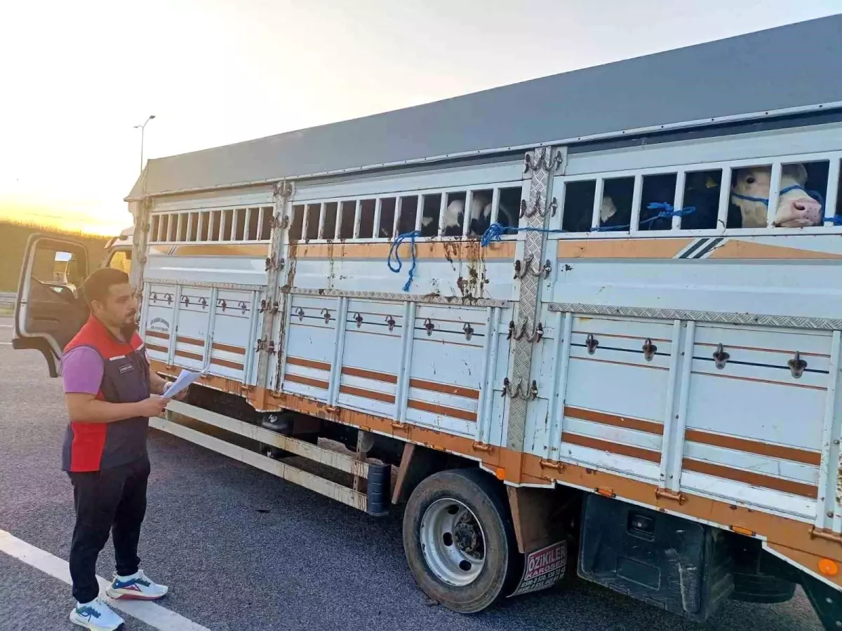 Çanakkale'de Kurbanlık Hayvan Geçişlerinde Denetimler Sürüyor