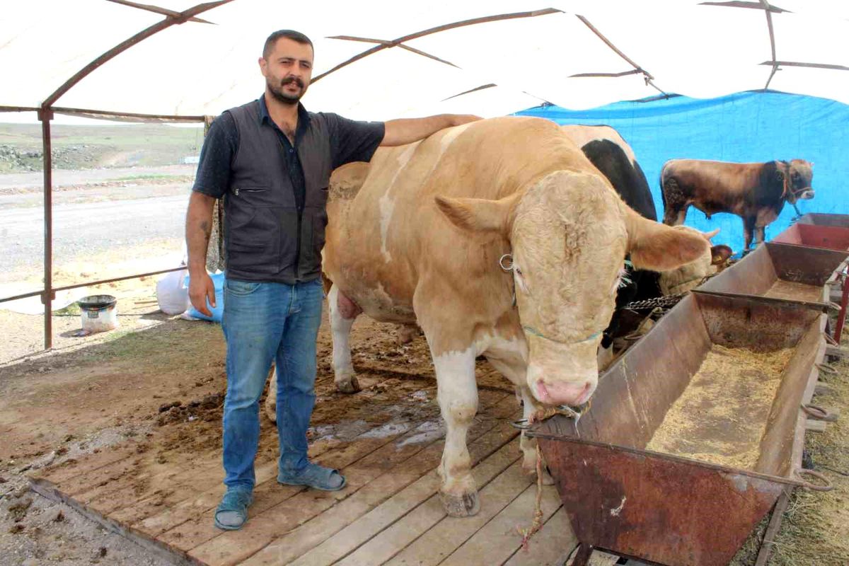 Kayseri'de 970 Kiloluk 'Minik' Dana Kurban Pazarının Gözdesi Oldu