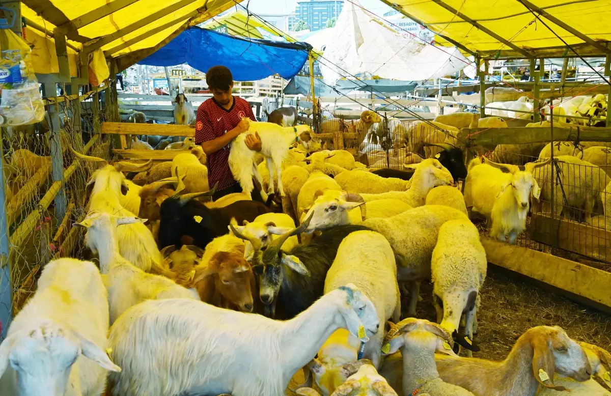 Bahçelievler'deki Kurban Pazarı Başarıyla Kapandı