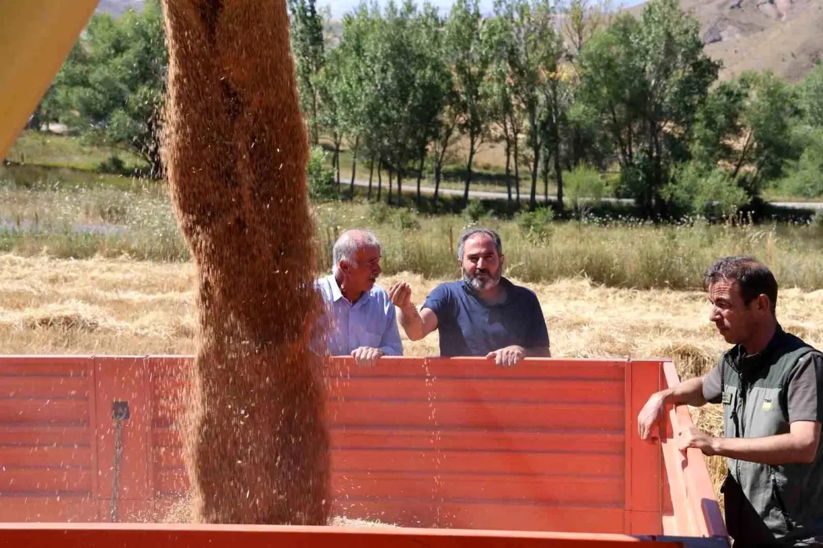 Sivaslı Çiftçilerin Yüzü Hububat Alım Fiyatlarıyla Güldü