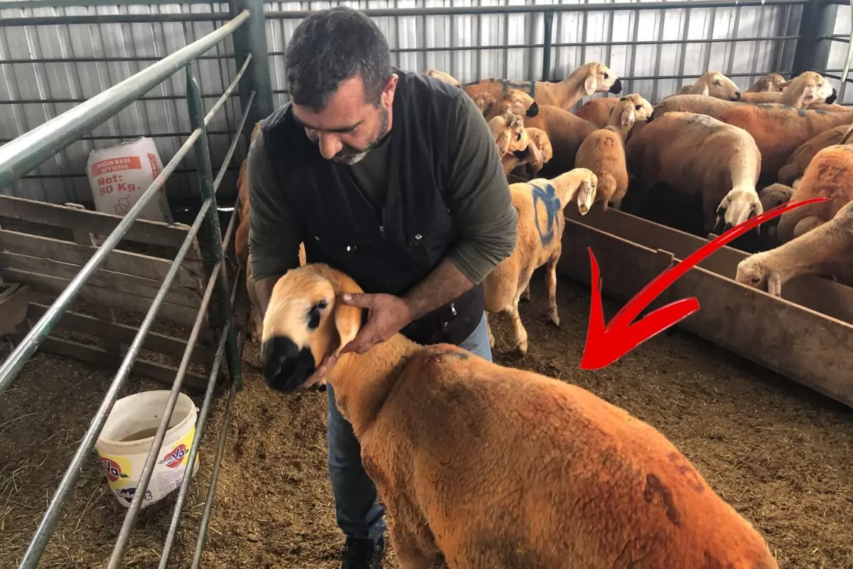 Bunlar da Sivas Kangal kuzuları! Etlerini daha lezzetli kılan bir özellikleri var