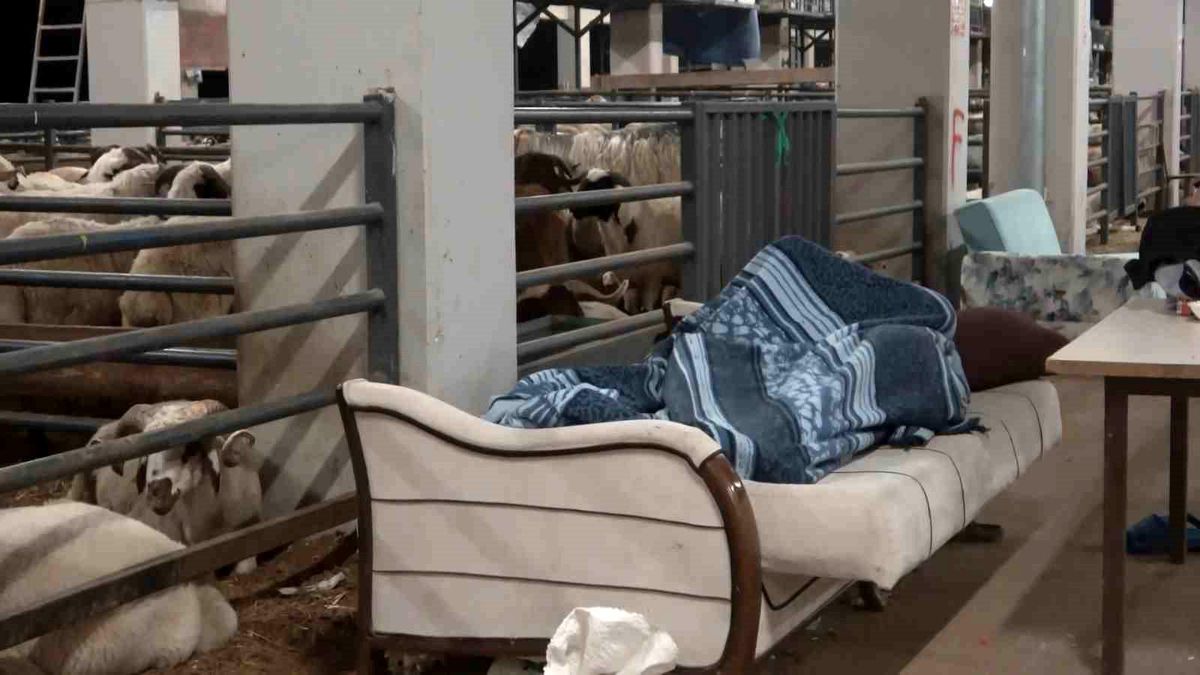 Bursa'da Kurbanlık Satıcıları Hırsızlık Korkusuyla Nöbet Tutuyor