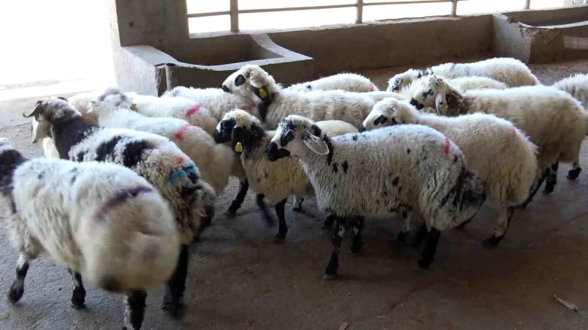 Kurban Kesimi İçin Uzmanlardan Önemli Uyarılar