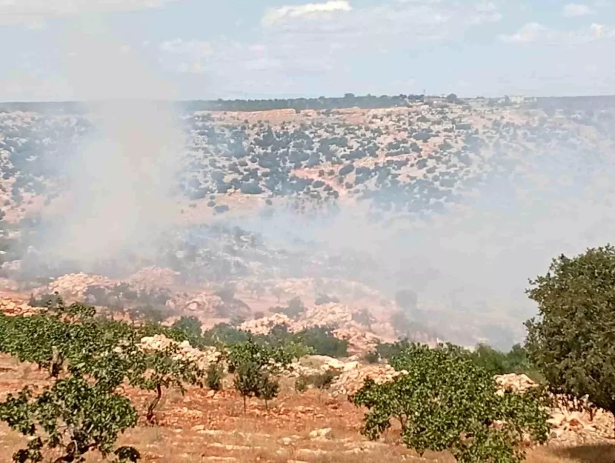 Gaziantep'te Fıstık ve Zeytin Bahçelerinde Yangın Çıktı