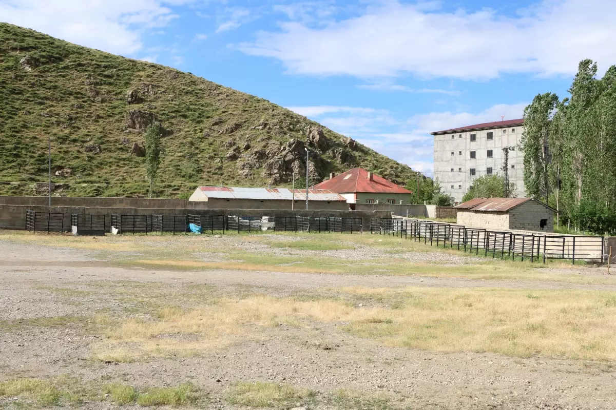 Şap Hastalığı Nedeniyle Hakkari'de Hayvan Pazarları Kapandı