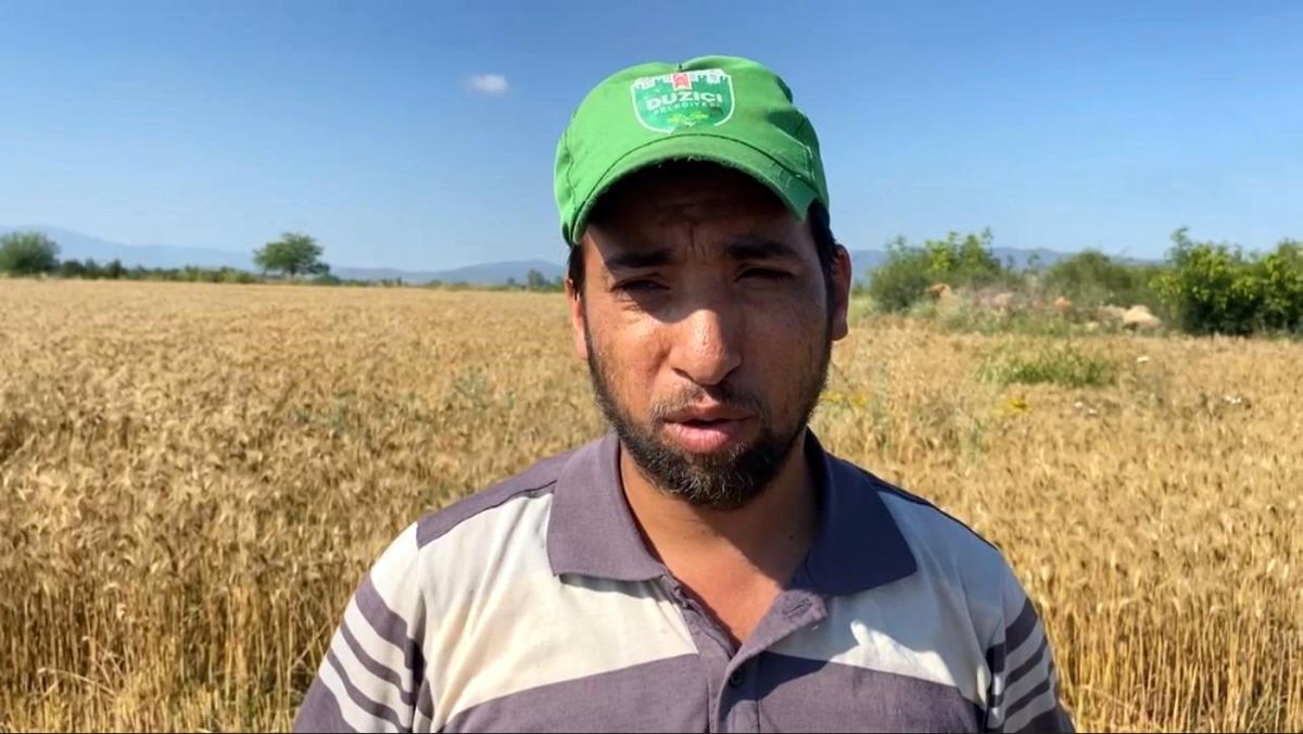 Osmaniye'de Buğday Hasadı Geç Başladı, Verim Düşüklüğü Yaşanıyor