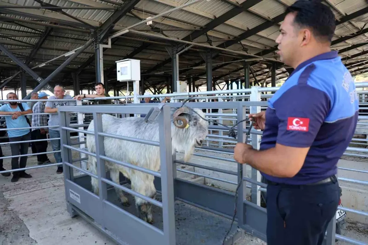Adana'da Kurban Bayramı İçin Canlı Hayvan Pazarında Hareketlilik