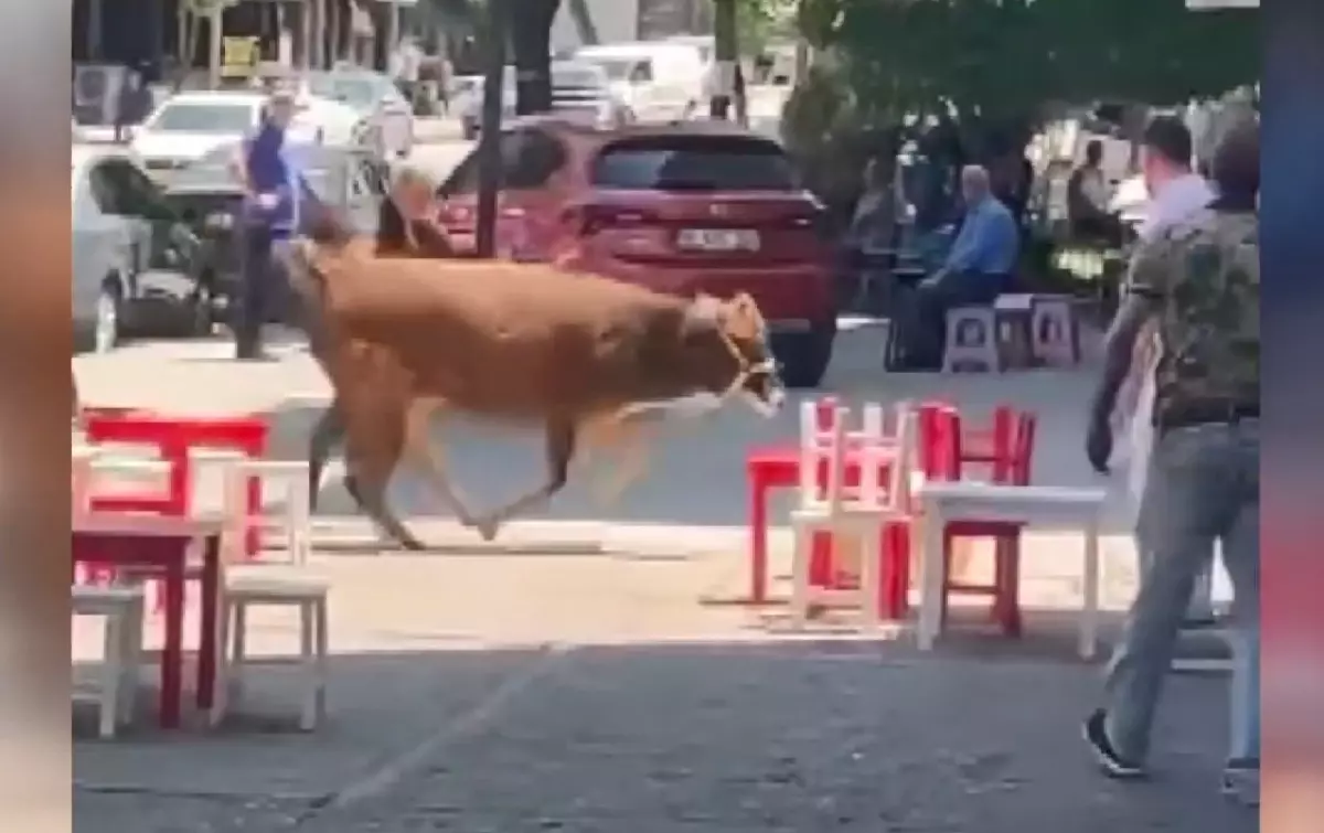 Bursa'da Kaçan Kurbanlık İnek Mahalleliyi Peşinden Koşturdu