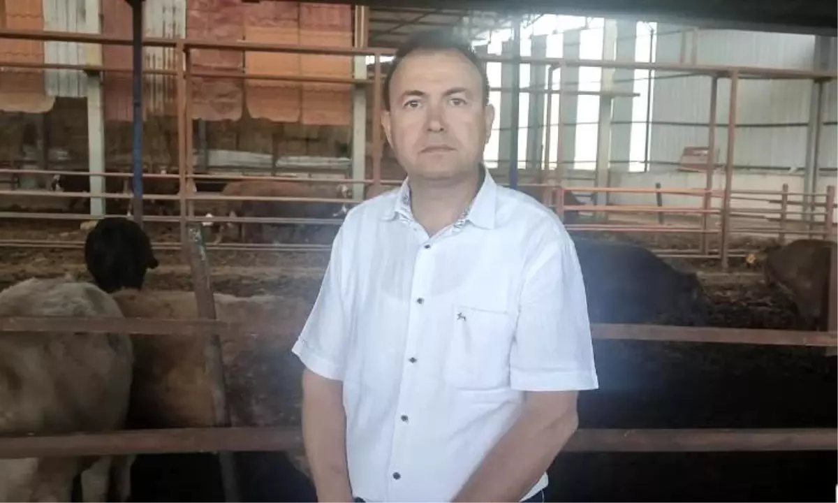 Manisa'da Kurbanlık Dananın Saldırısına Uğrayan İş Adamı Hayatını Kaybetti