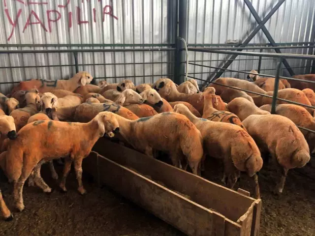 These are Sivas Kangal lambs! They have a feature that makes their meat tastier