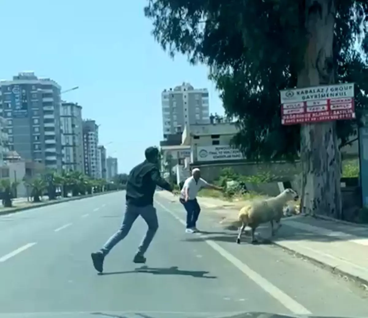Kurbanlık Koyun ve Keçilerin Kaçışı Adana'da Gündem Oldu