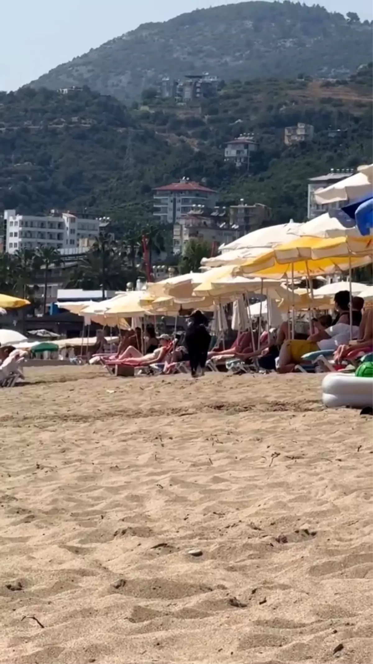 Kesilmekten Kaçan Keçi Kleopatra Plajı'nda Görüntülendi