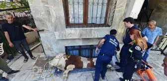 Karayolunda Boğa Kovaladı, Trafik Durdu