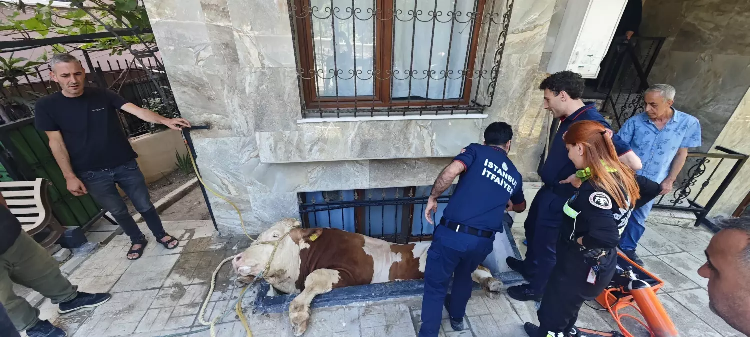 Bahçelievler'de Mahsur Kalan Kurbanlık Boğa Kurtarıldı