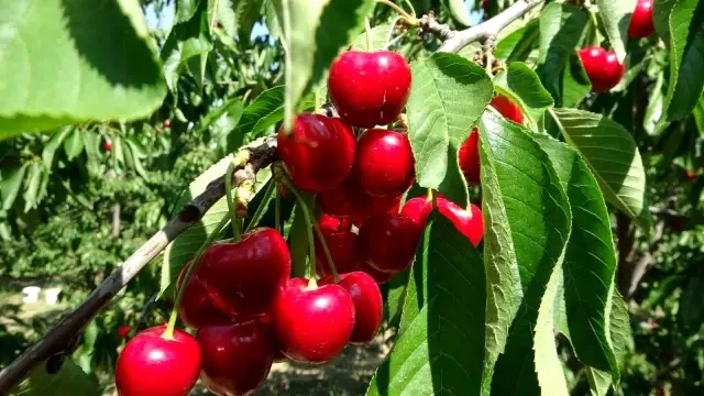 Harvesting has begun for the giant cherries that do not fit in a tea glass, market value 500 TL