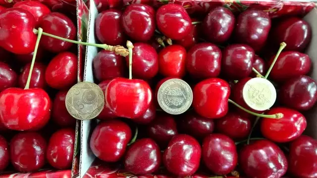 Harvesting has begun for the giant cherries that do not fit in a tea glass, market value 500 TL
