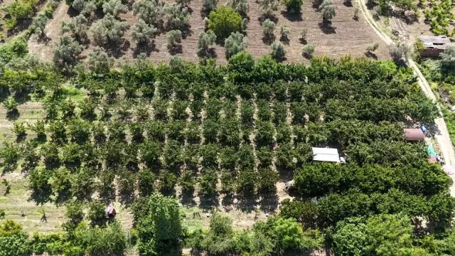 Harvesting has begun for the giant cherries that do not fit in a tea glass, market value 500 TL