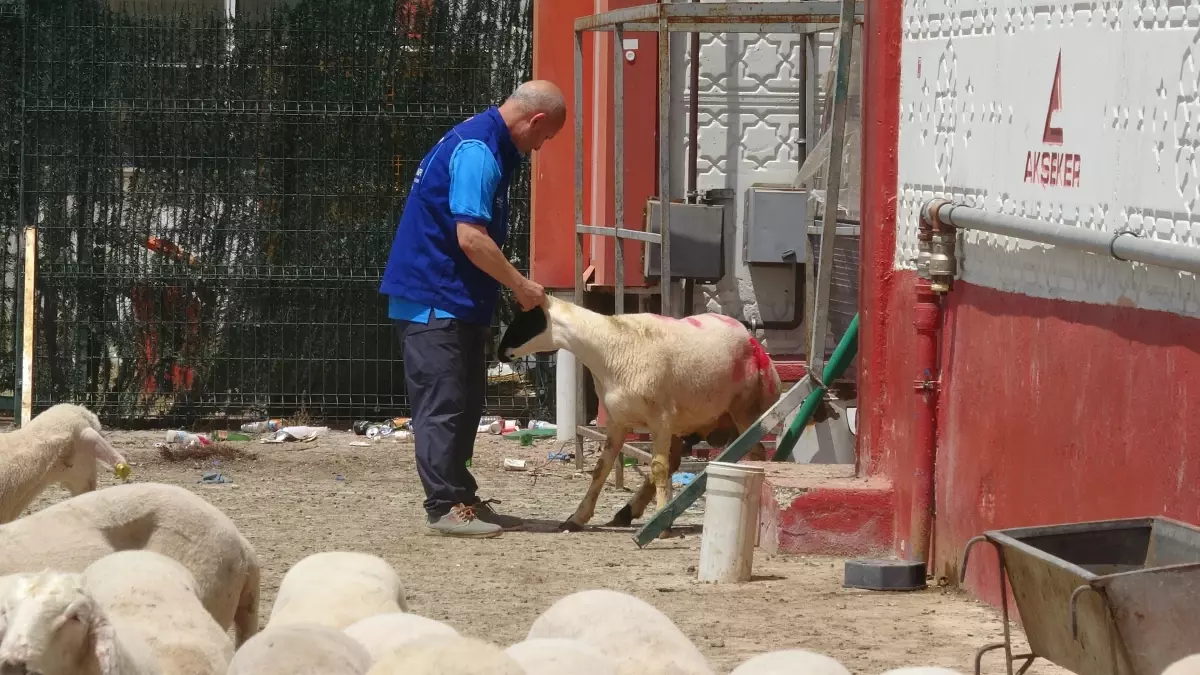 Cumhurbaşkanı Erdoğan'ın bağışladığı kurbanlar Konya'da kesildi