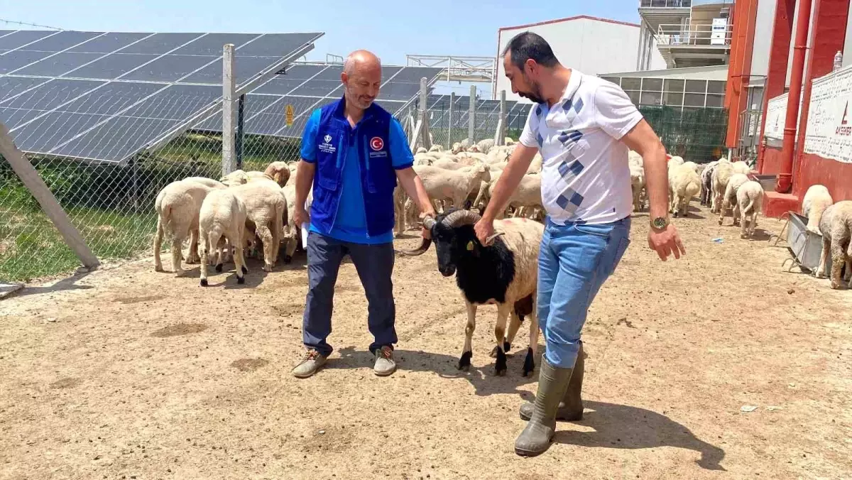 Cumhurbaşkanı Erdoğan'ın Vekaletiyle İki Kurban Konya'da Kesildi