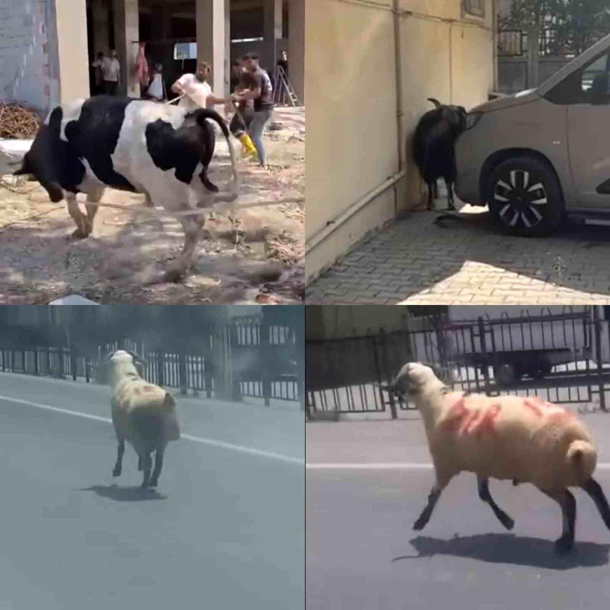Mersin'de Kaçan Kurbanlık Hayvanlar Güçlükle Yakalandı