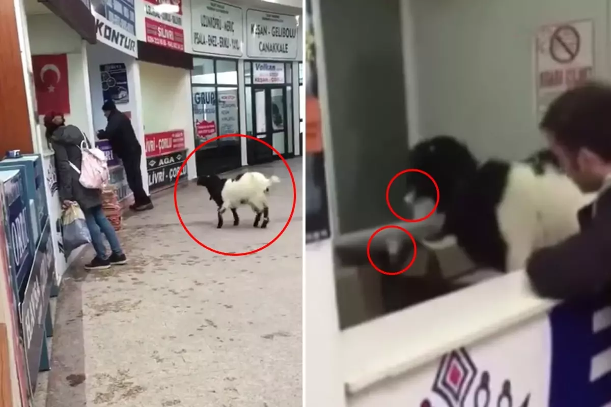 Sahibinden kaçan keçi otogarda rakip firmanın paralarını yedi