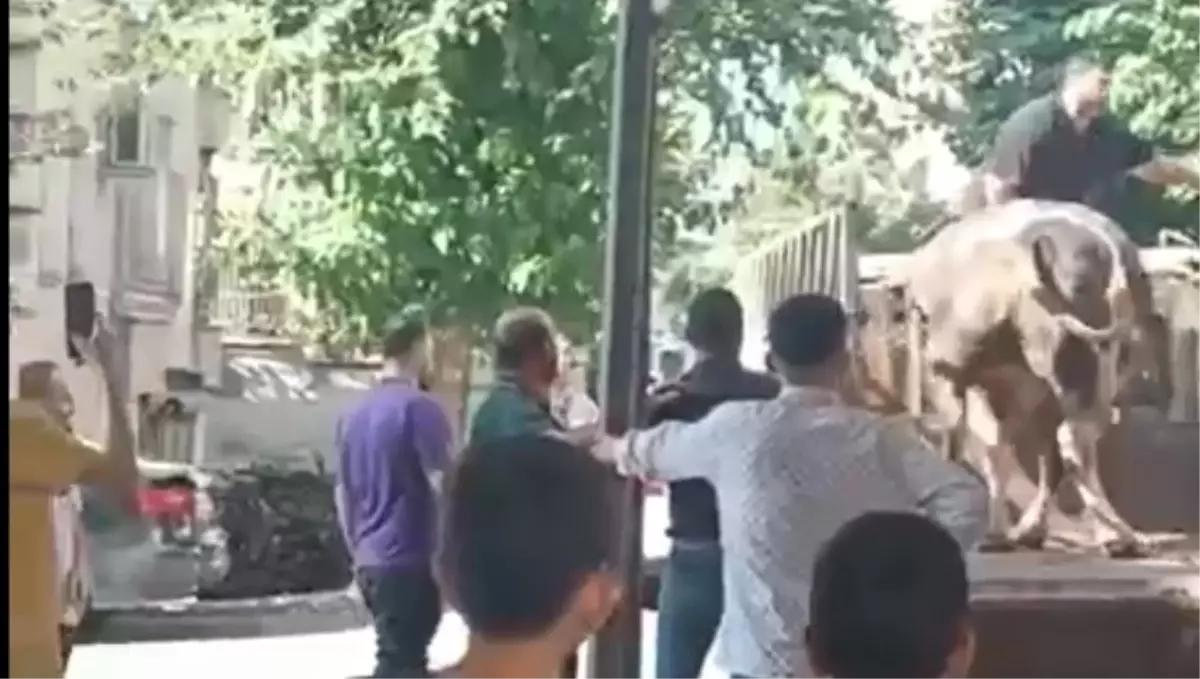 Kurban Pazarında Kızgın Boğa Kasabı Yaraladı
