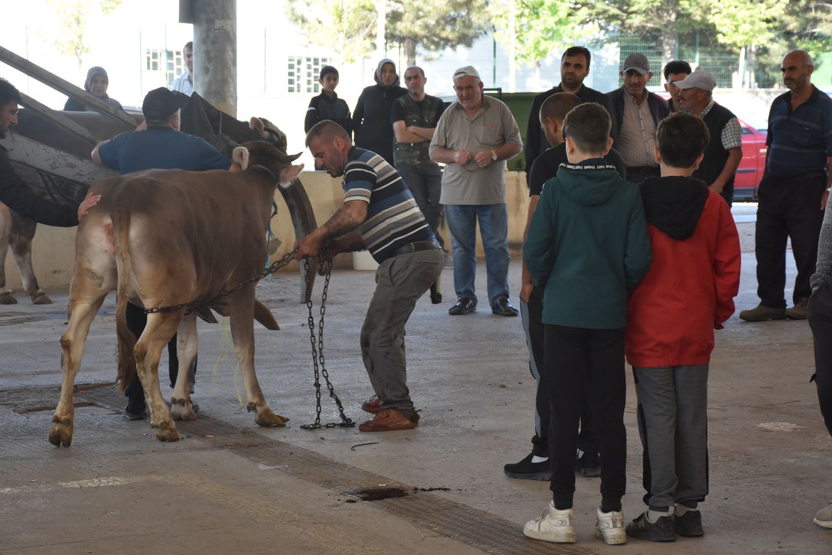 Kurban Bayramı'nda Sivas'ta Kesim Alanlarında Hareketlilik Yaşandı