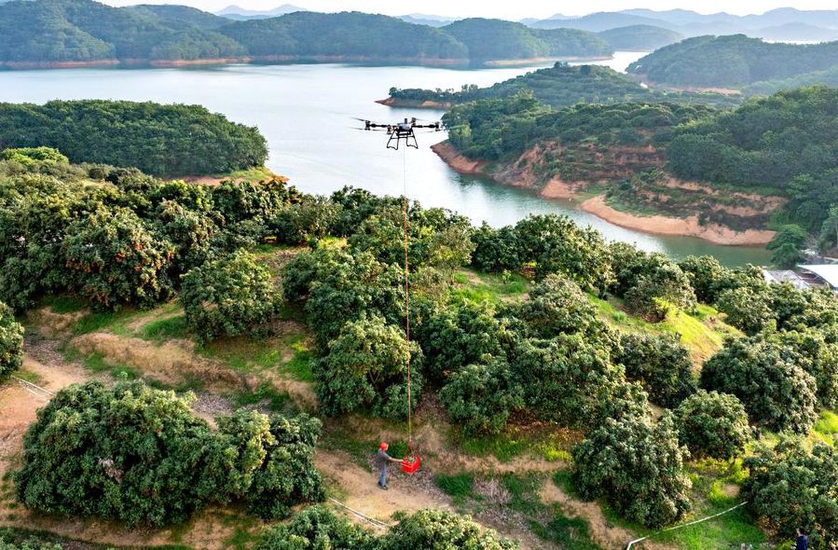 Çin Kirazı Hasadında Drone Teknolojisi Kullanılıyor