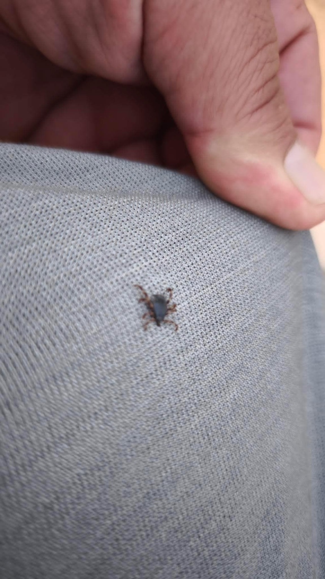 Tick Alarm in the Village of Amasya: Noticed While Taking a Selfie