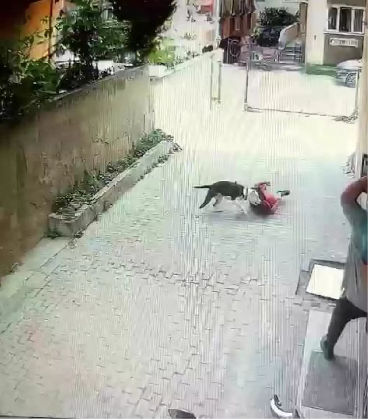 Ataşehir'de Pitbull Saldırısı: Çocuk Yaralandı