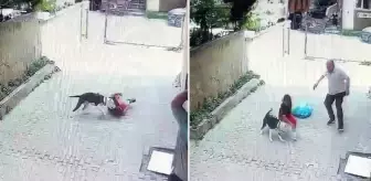 Pitbull, sokakta oynayan çocuğa saldırdı