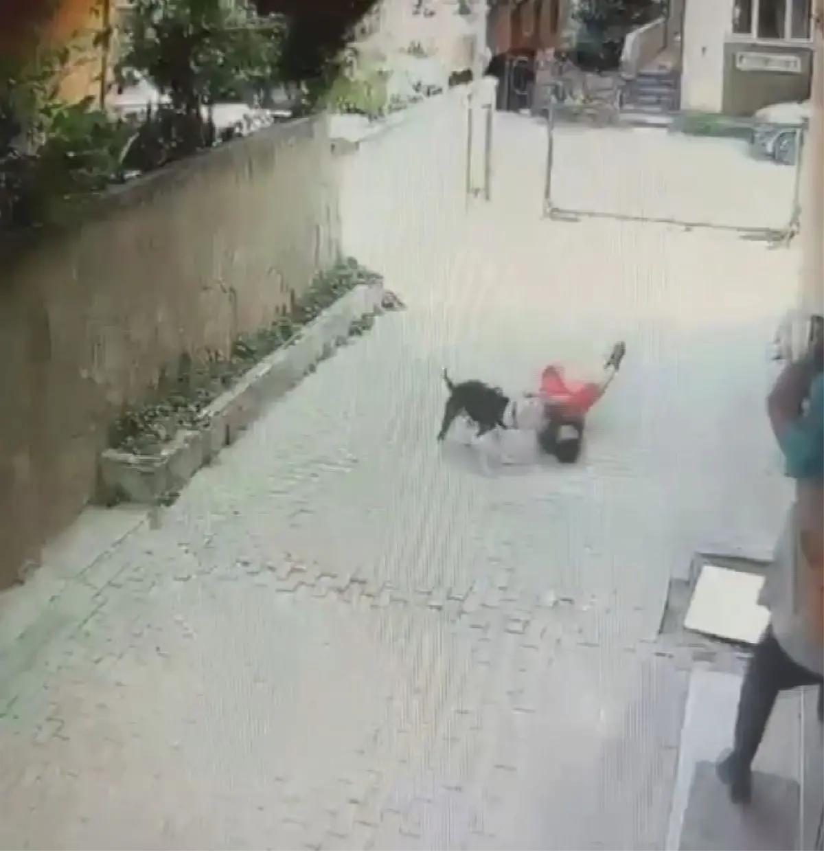Pitbull Köpek 7 Yaşındaki Çocuğa Saldırdı