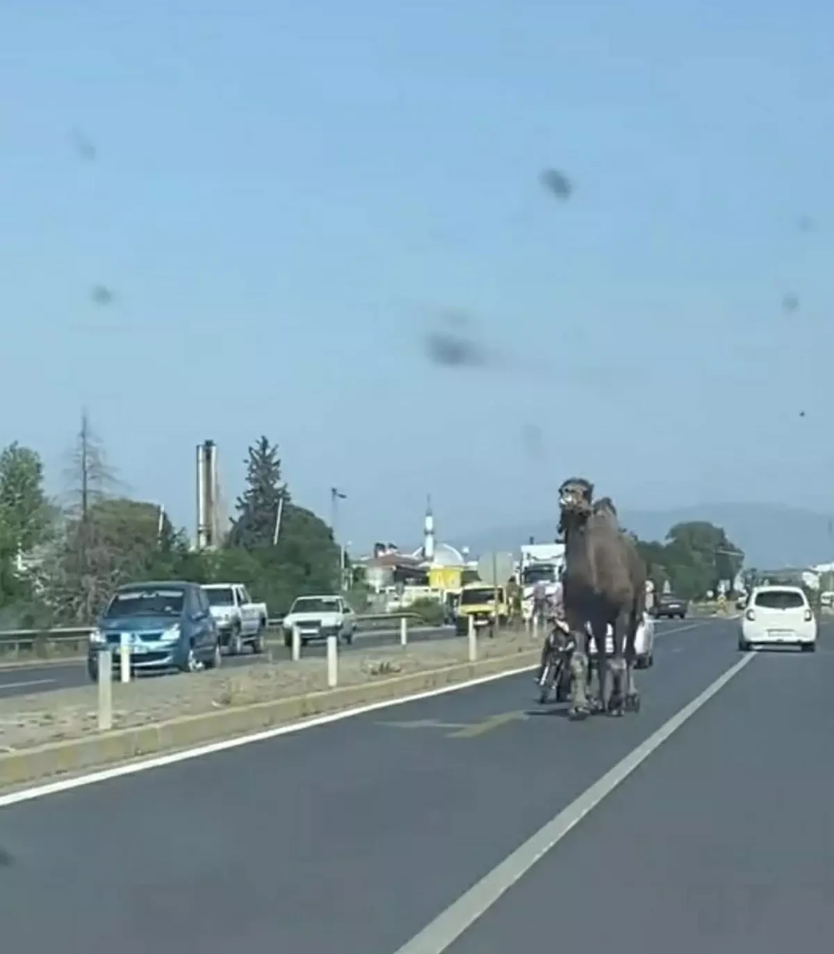 Köşk'te Deve Trafiği Karıştırdı