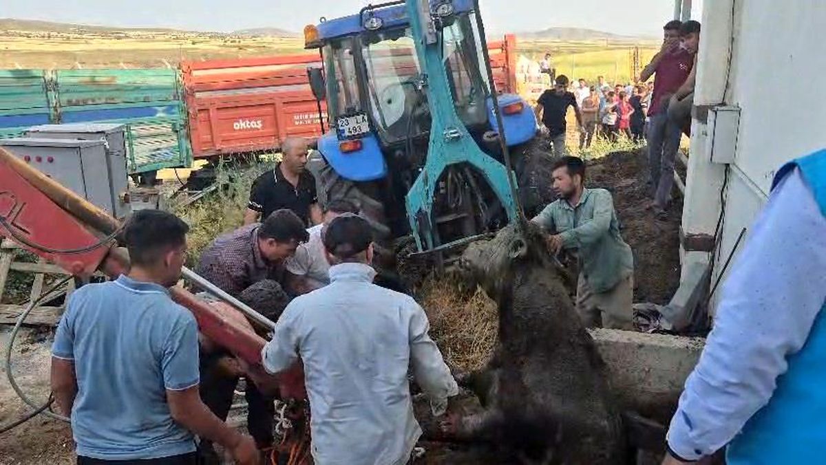 Elazığ'da Foseptik Çukuruna Düşen Boğa Vinçle Kurtarıldı