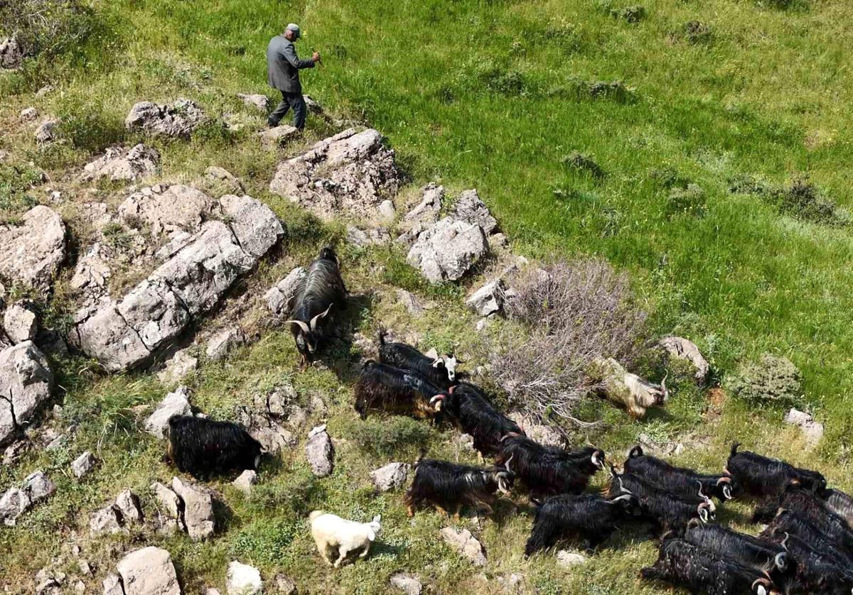 Kayıp Kurbanlık Keçilerin Drone ile Bulunması