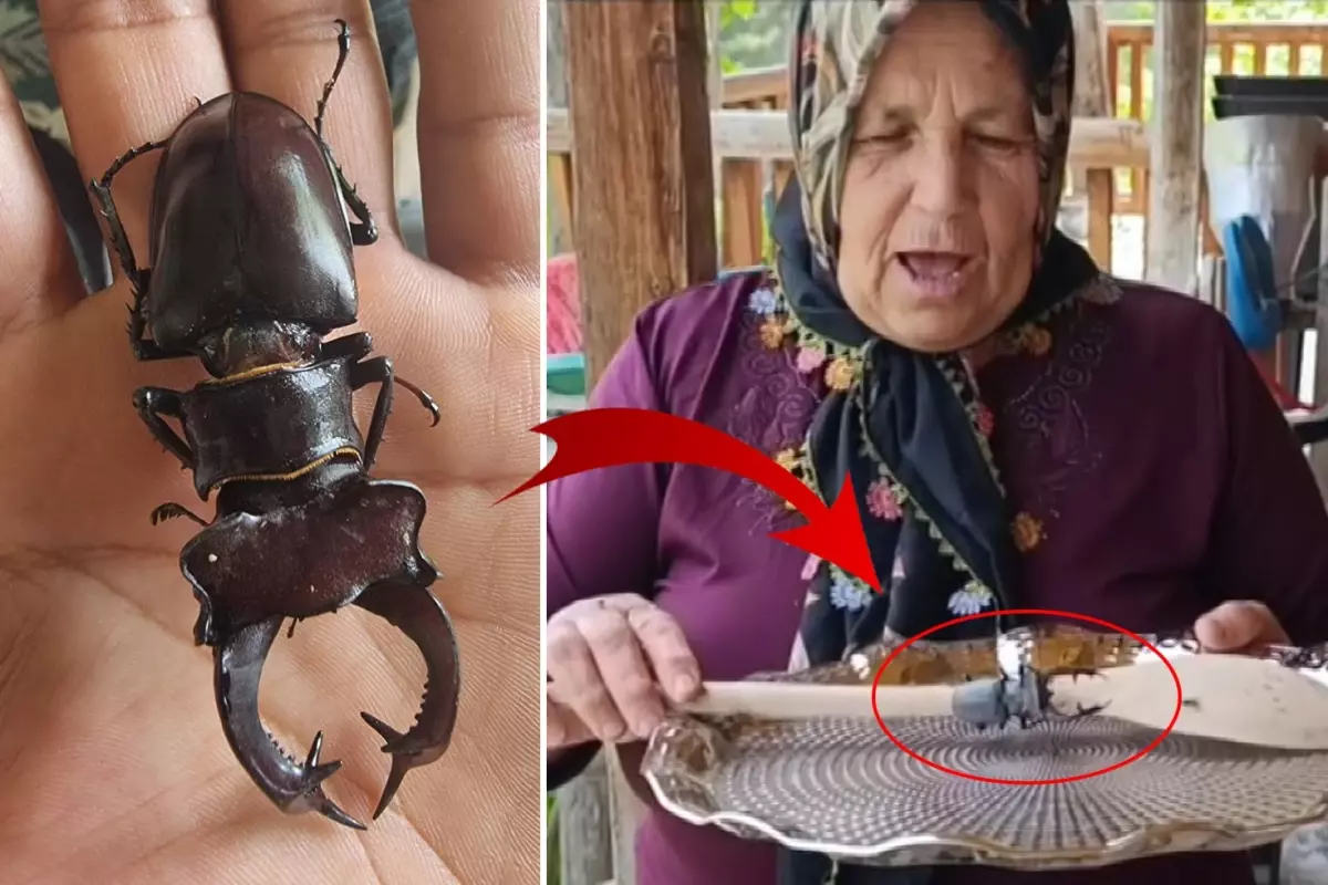 Bu böceği öldürmenin cezası 560 bin TL