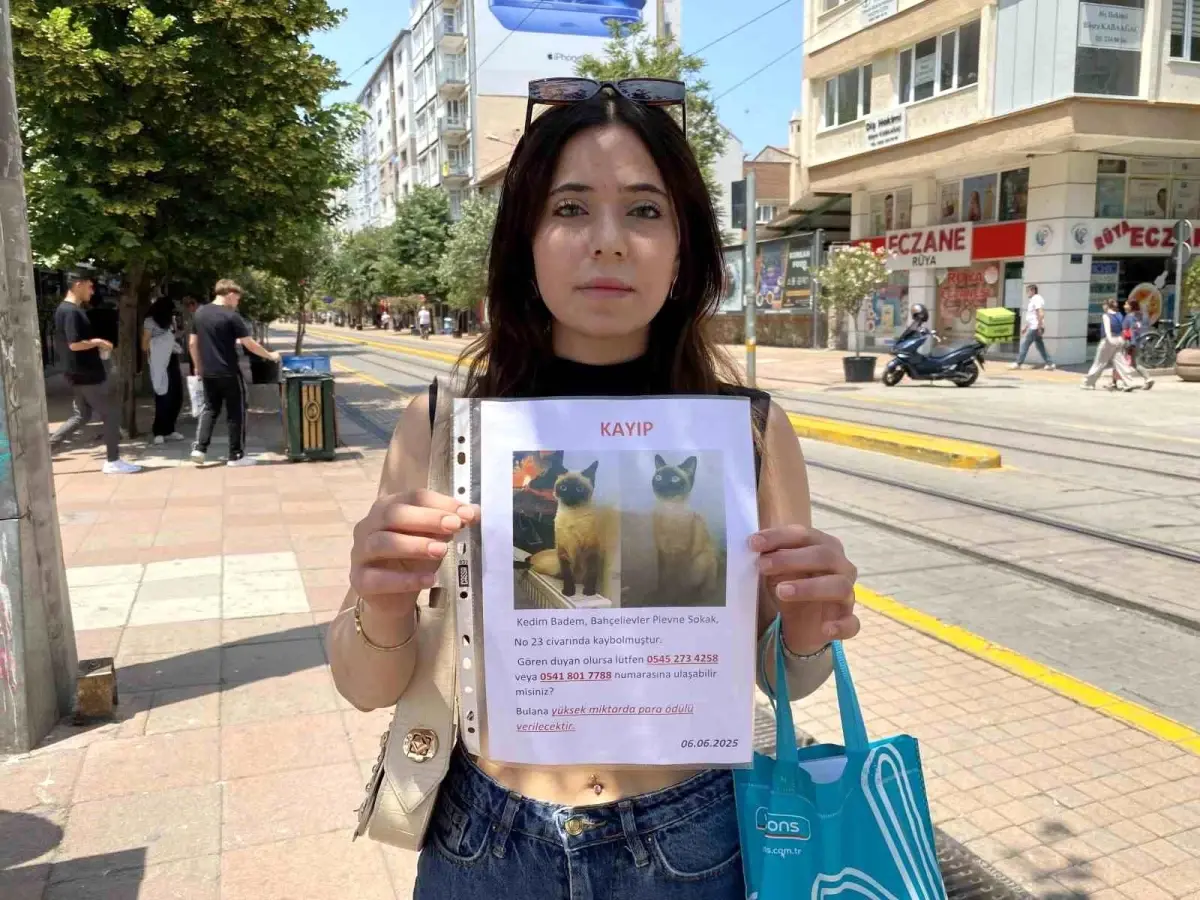 Kayıp Kedi İçin Sokak Sokak Geziyor