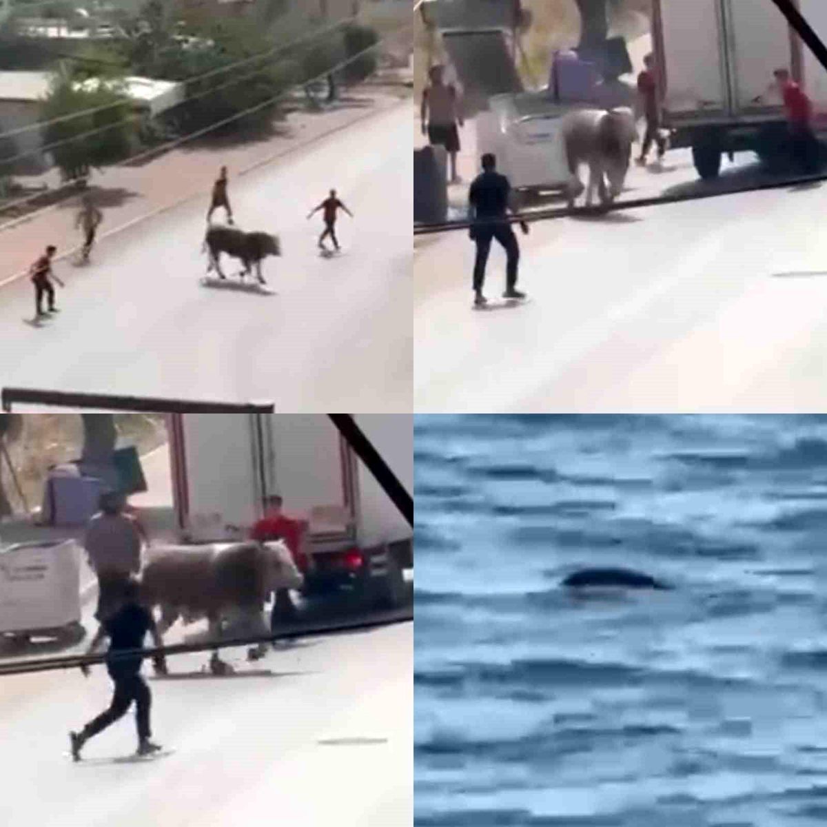 Mersin'de Kaçan Kurbanlık Boğa Trafiği Karıştırdı