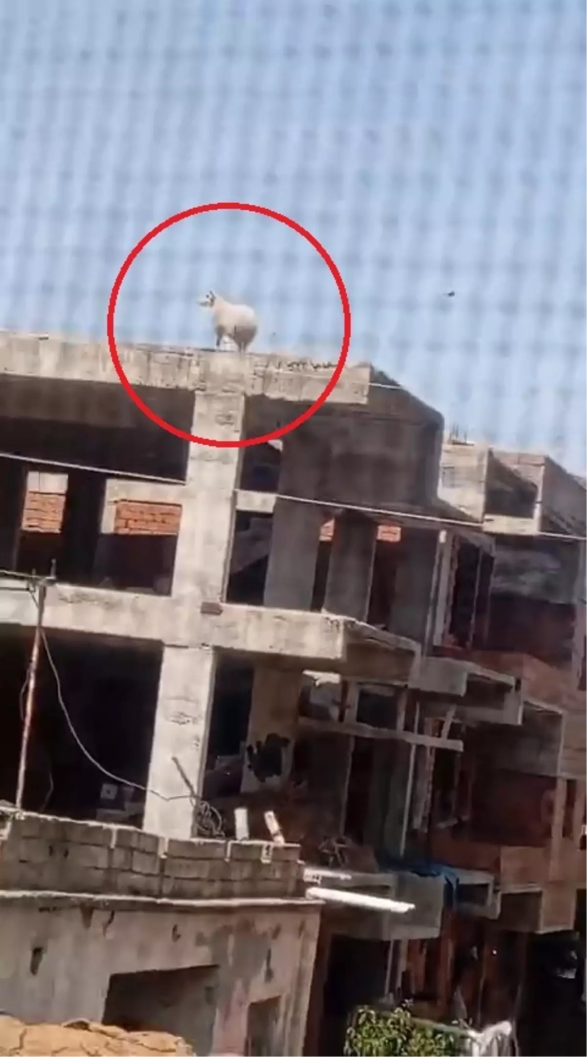 Kurbanlık Koç İnşaatın Üzerine Çıktı