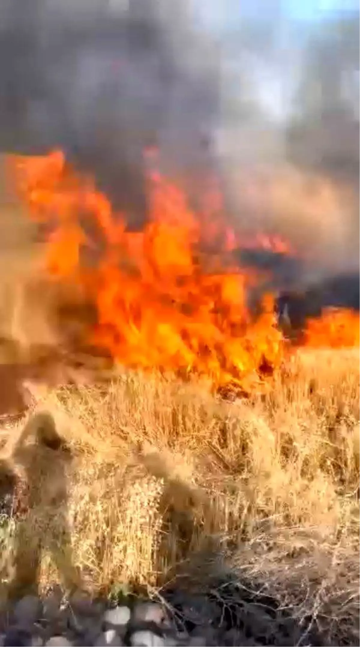 Şanlıurfa'da Büyük Yangın: 170 Dönüm Buğday Tarlası Küle Döndü
