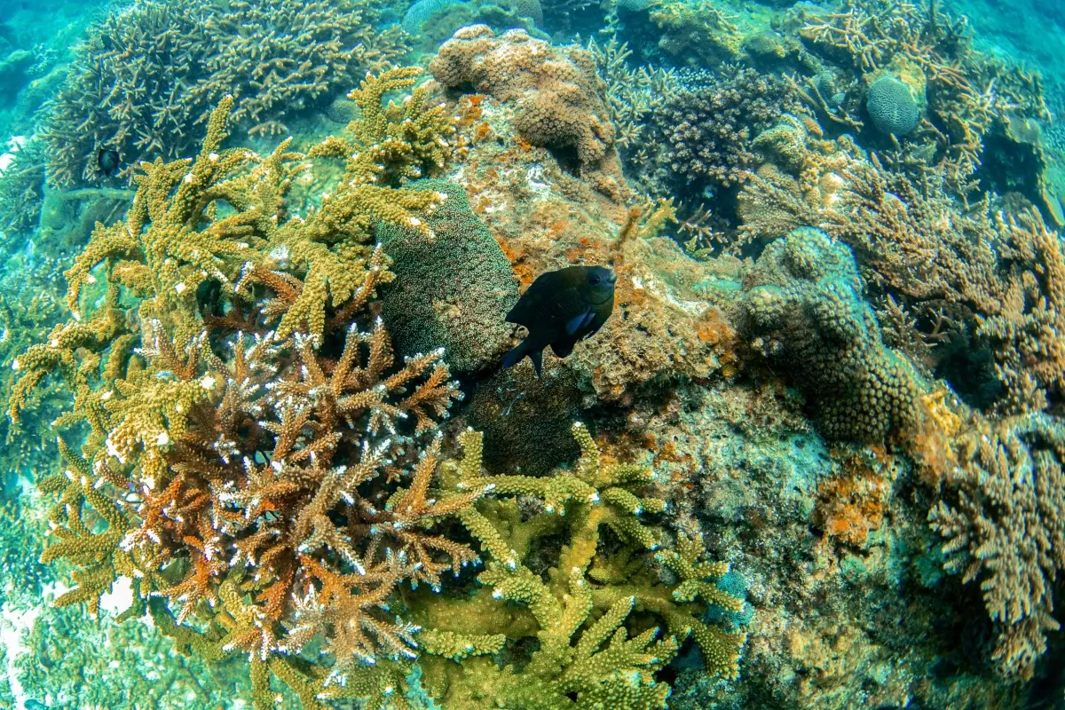 Çin'de Sanya'daki Deniz Çiftliği ile Ekosistem Restorasyonu