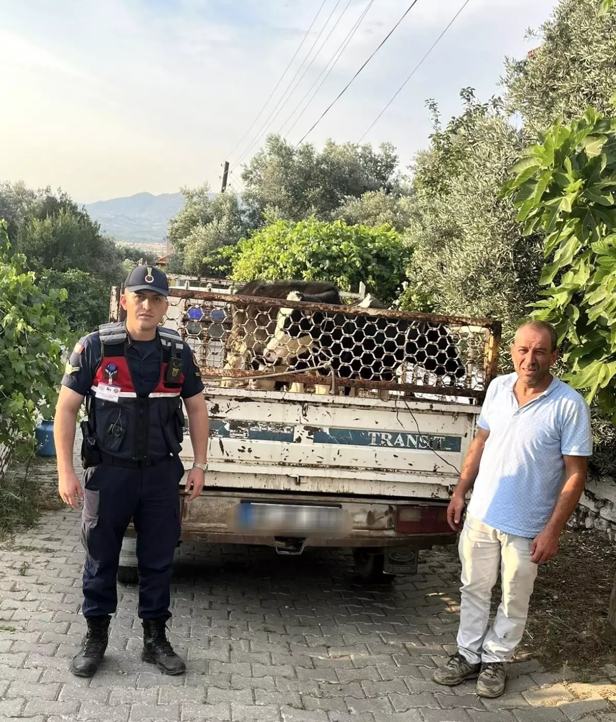 Aydın'da Çalınan Büyükbaş Hayvanlar Bulundu ve Sahibine Teslim Edildi