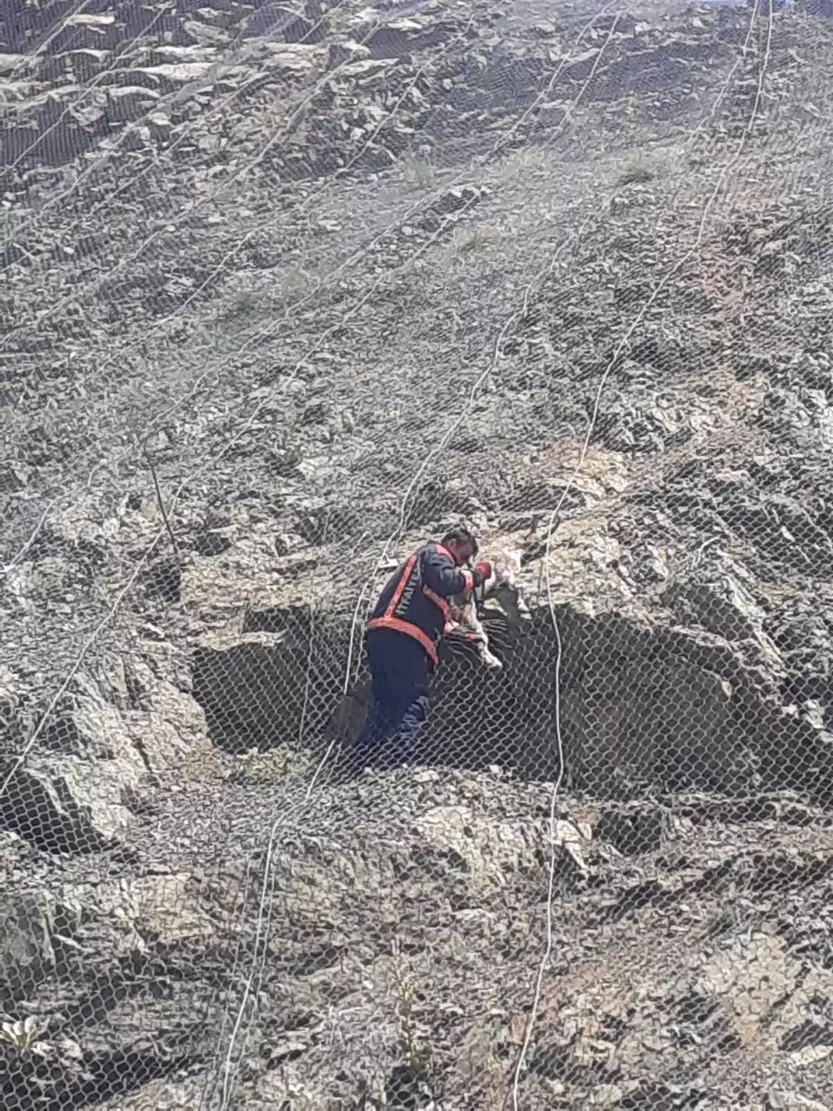 Yerli Yabani Keçilerin Zorlu Kurtuluşu