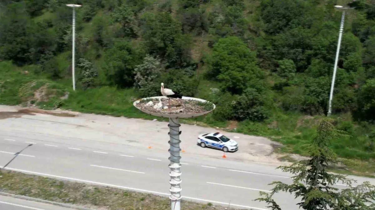 Kızılcahamam'da Yumurtadan Çıkan Leylekler İlçenin Sembolü Oldu