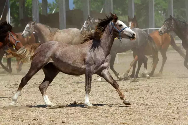 The Sperm of Legendary Stallion Baba Mevlüt is on Sale for 250,000 Lira