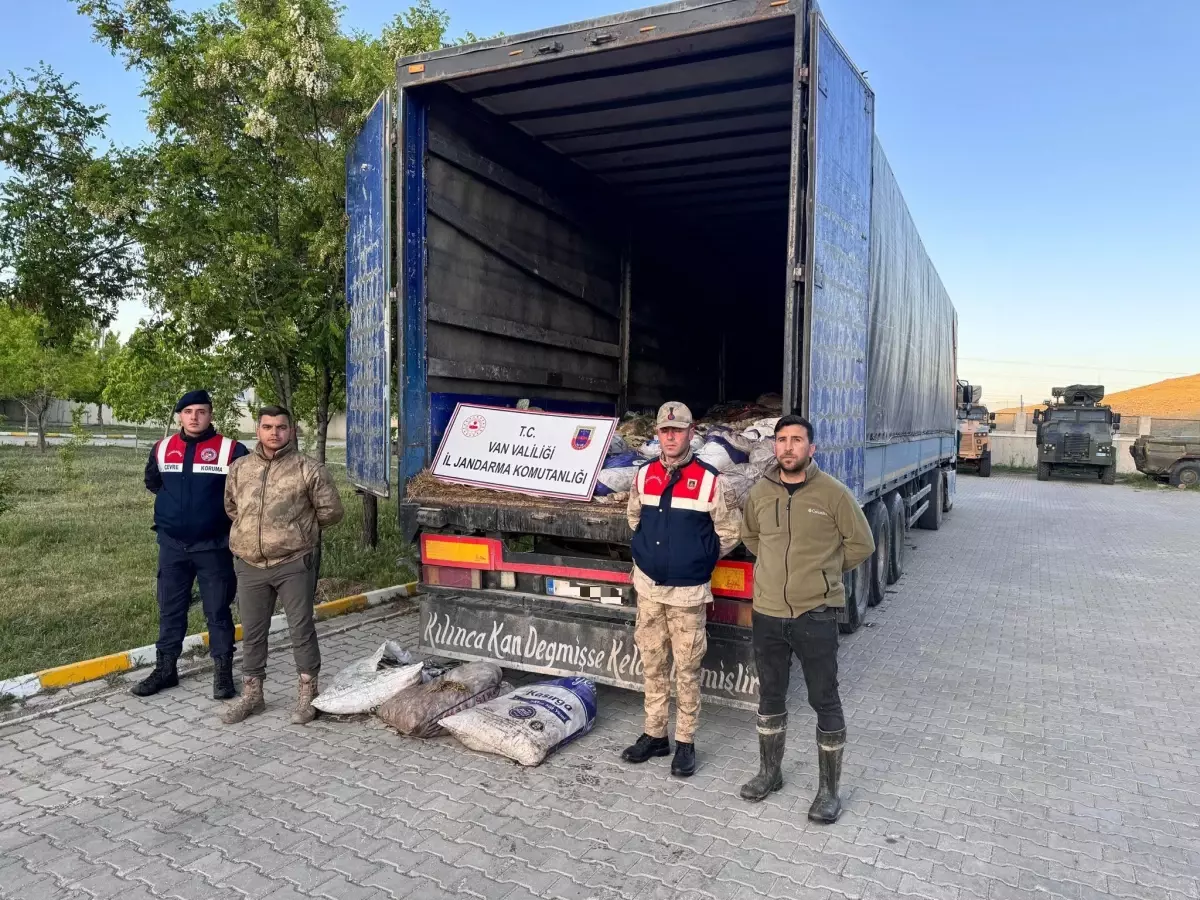 Van'da Yasak Dönemde 19 Ton Ölü İnci Kefali Ele Geçirildi